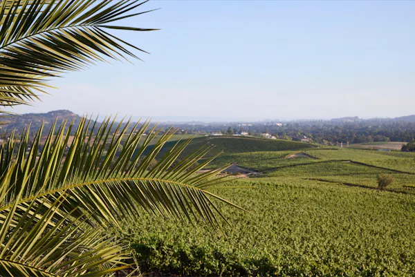 plantation, agriculture, field, palm trees, soil, farm