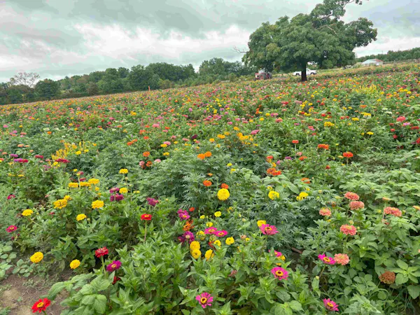 flower, yellow, plants, petal, shrub, plantation