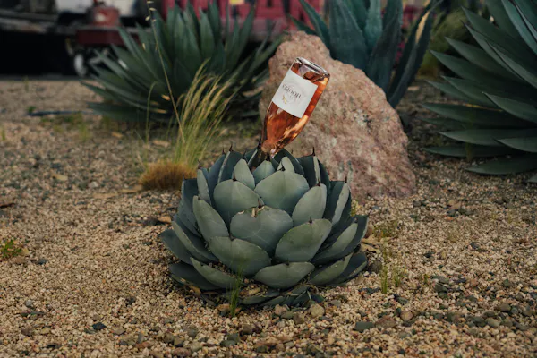 succulent plant, agave, cactus