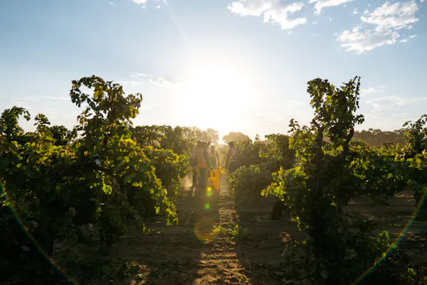 agriculture, sunlight, plantation, morning, sun, field