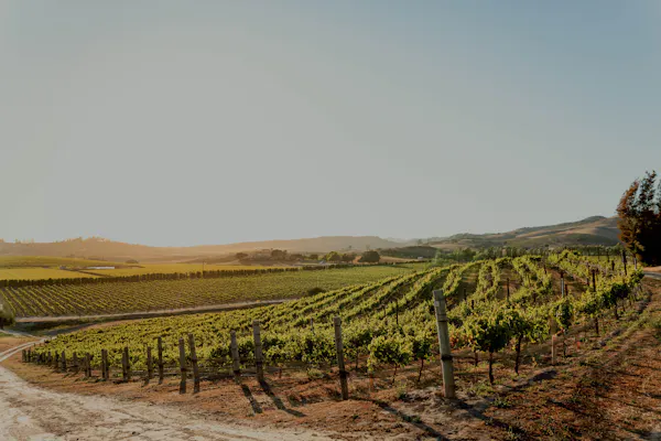 agriculture, plantation, field, soil, vineyard, farm