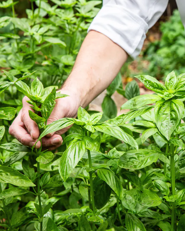 green, fines herbes, herbaceous plant, plantation, basil, herb