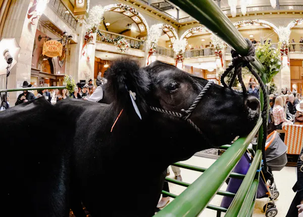 bovinae, working animal, snout, livestock