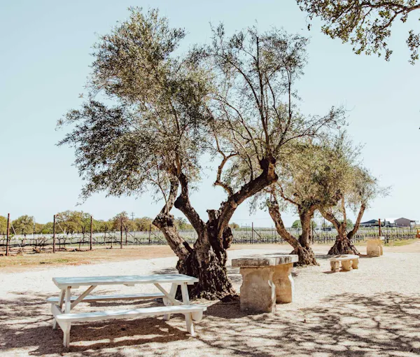 branch, trunk, woody plant, shade, twig, outdoor furniture