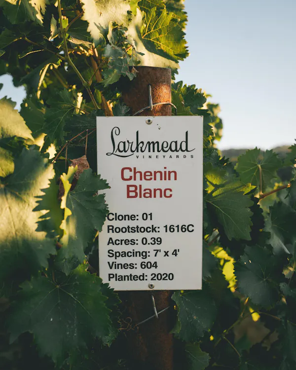 agriculture, grapes, grape leaves, grapevines, plantation, label
