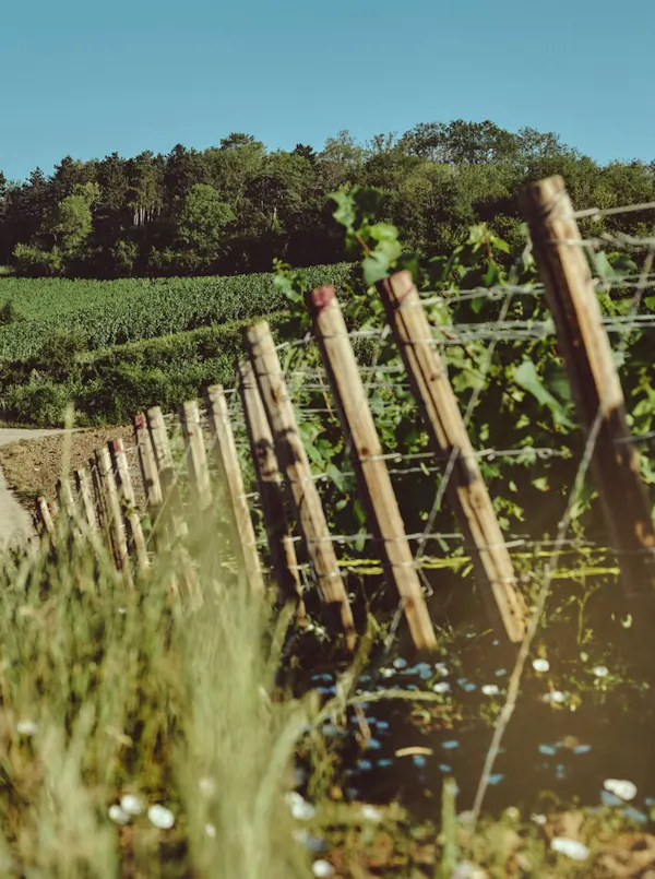 green, field, agriculture, sunlight, plantation, fence