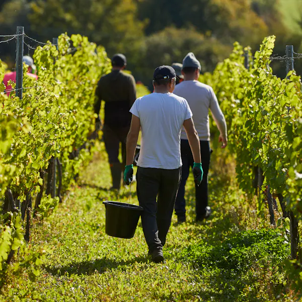 agriculture, plantation, farmworker, people in nature, vineyard, spring