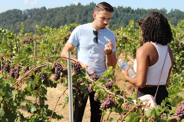 agriculture, grapes, people in nature, vineyard, grapevines, plantation