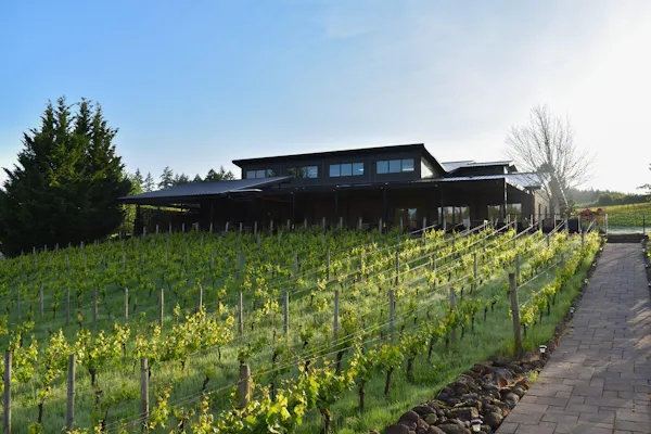 agriculture, plantation, field, shade, farm, vineyard