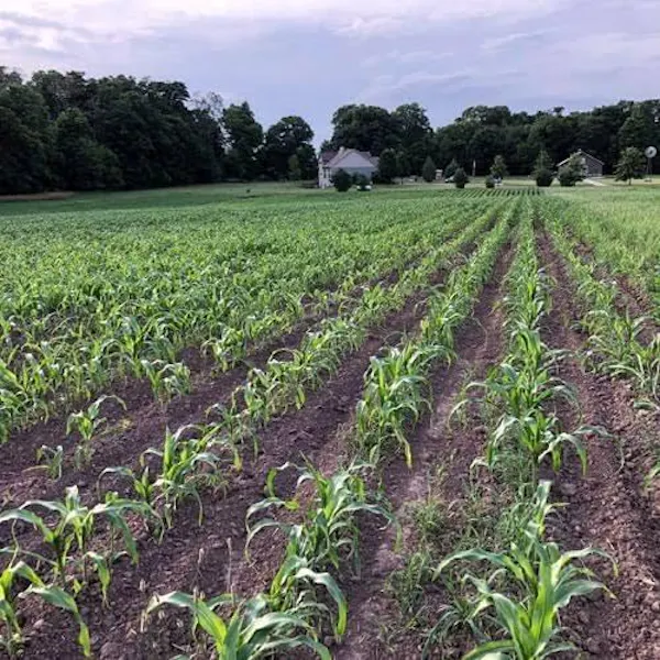 agriculture, field, plantation, crop, land lot, grasses