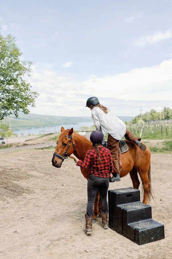 horse, horse tack, recreation, working animal, horse supplies, bridle
