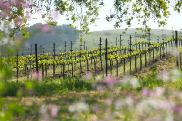 green, agriculture, plant community, plantation, field, vineyard