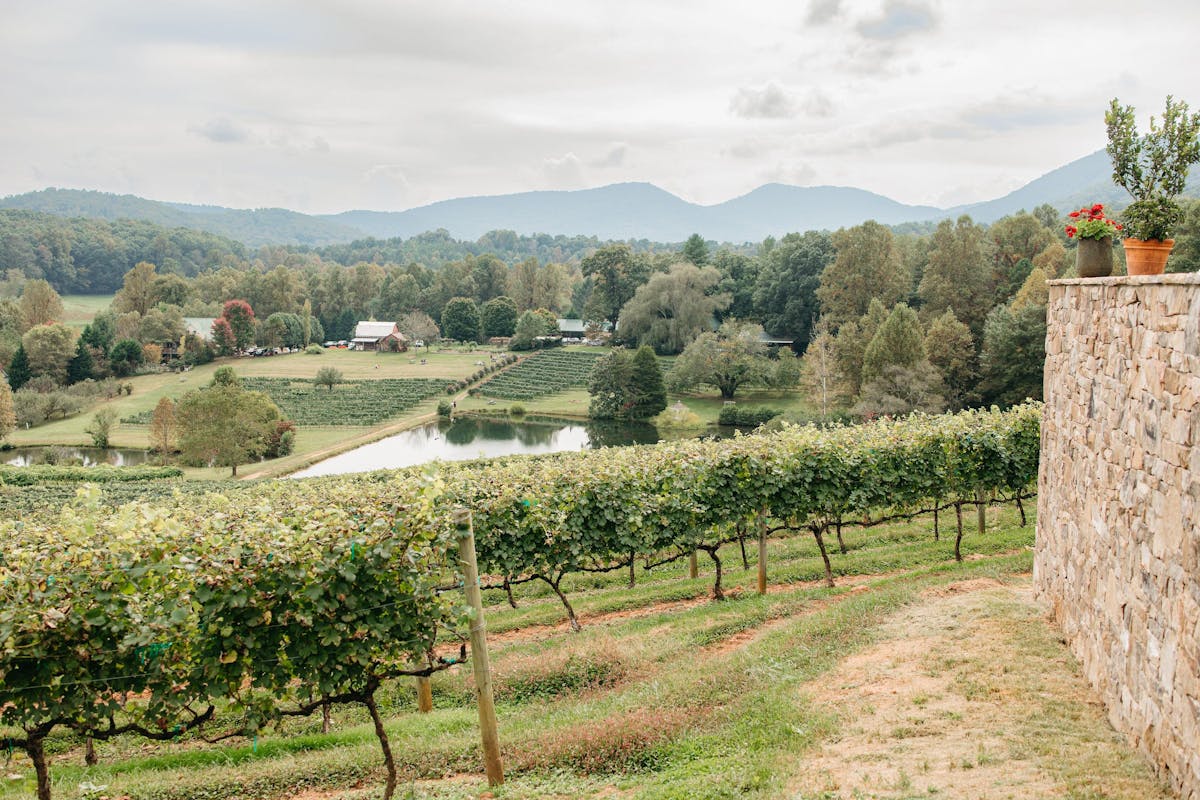 Crane Creek Vineyards Young Harris, GA Tock