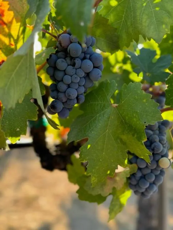 food, plant, fruit, seedless fruit, grape leaves, vine