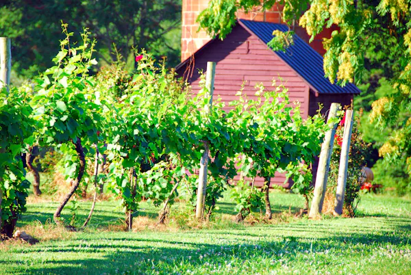 green, vineyard, agriculture, garden, grapes, grape leaves