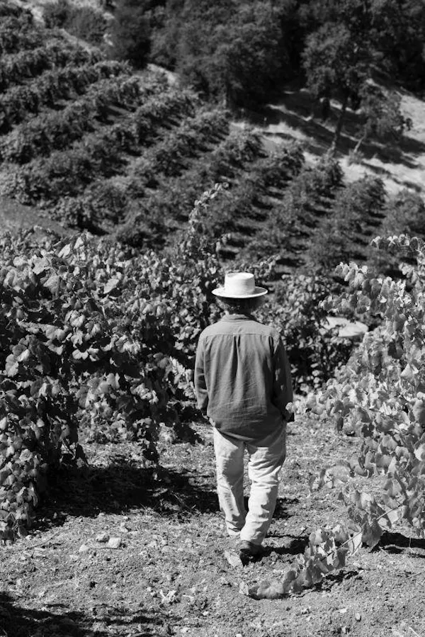 agriculture, plantation, farmworker, monochrome photography, vineyard, monochrome