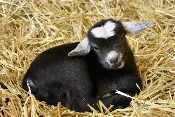 goats, goat, terrestrial animal, hay, black, snout