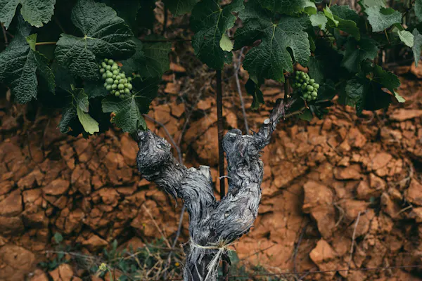 fruit, agriculture, grapes, soil, grape leaves, grapevines