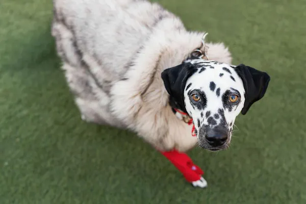 dog, carnivores, working animal, snout, black, pet supply