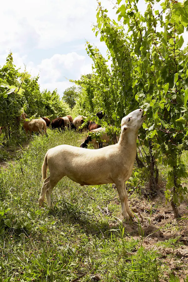 grass, sheep, ovis, terrestrial animal, pasture, wildlife