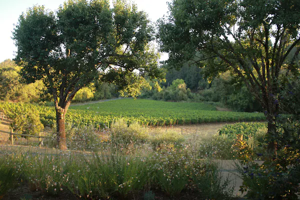 natural landscape, tree, nature, natural environment, green, vegetation