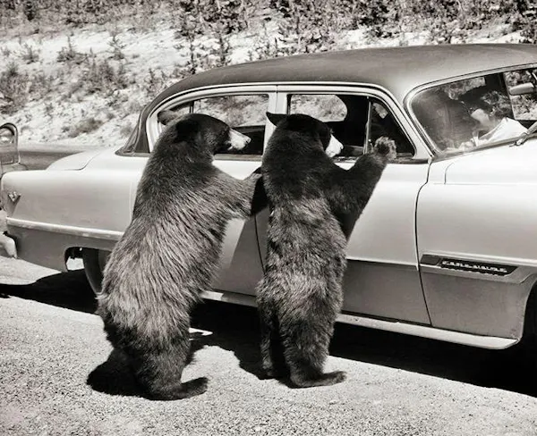 carnivores, bear, monochrome photography, monochrome, brown bear, fur