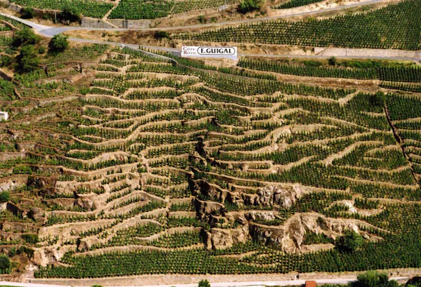 plantation, agriculture, field, groundcover, terrace, farm