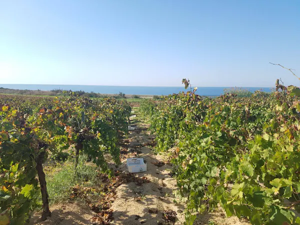 agriculture, plantation, grapes, soil, vineyard, grapevines