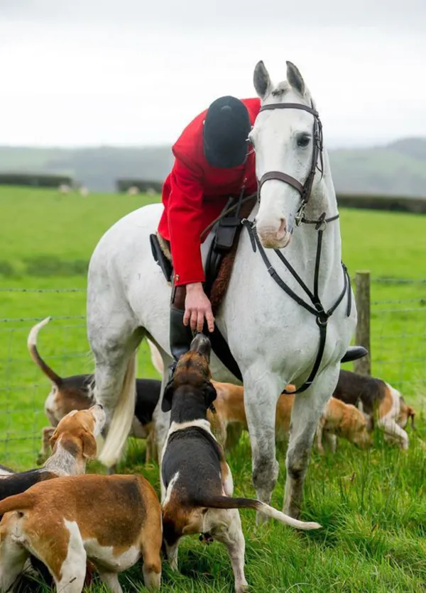 dog, horse, horse tack, bridle, animal sports, scent hound