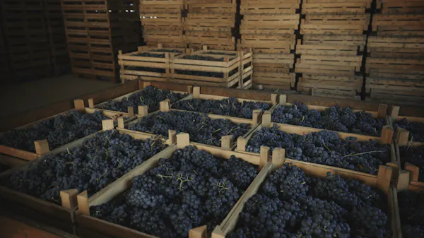 winery, grapes, grape, natural foods, agriculture, grapevines
