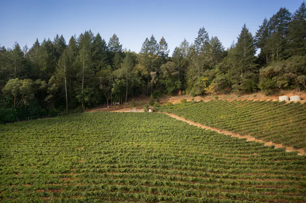 plantation, plant community, agriculture, forest, field, hill station
