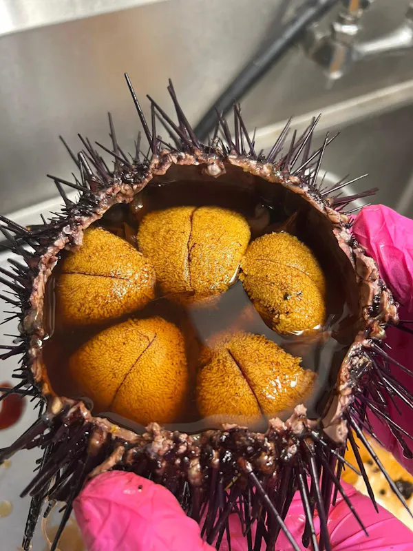 yellow, produce, food, fruit, sea urchin
