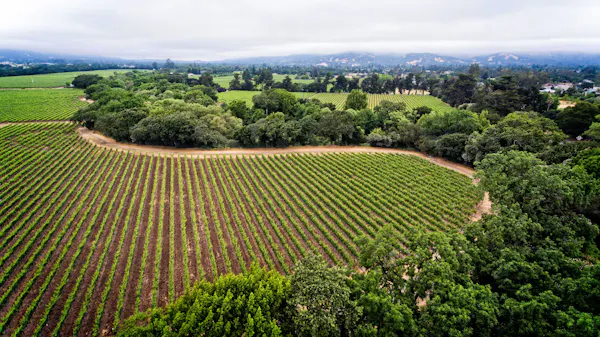 agriculture, plantation, land lot, field, crop, hill station