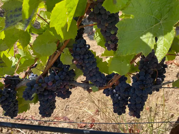food, plant, fruit, vine, seedless fruit, grape