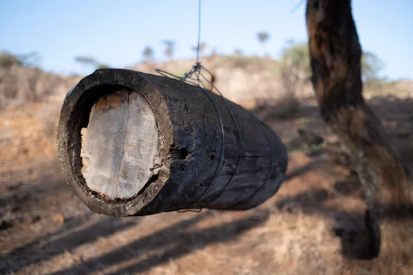 wood, trunk, natural material, cylinder