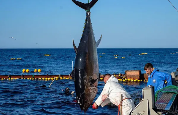 fish, fishing, big-game fishing, boat, true tunas, tuna