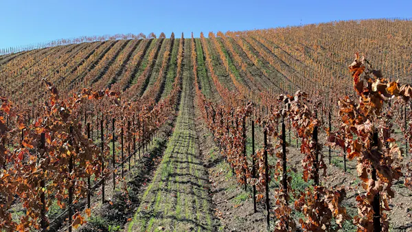 agriculture, plantation, field, soil, vineyard, grapevines