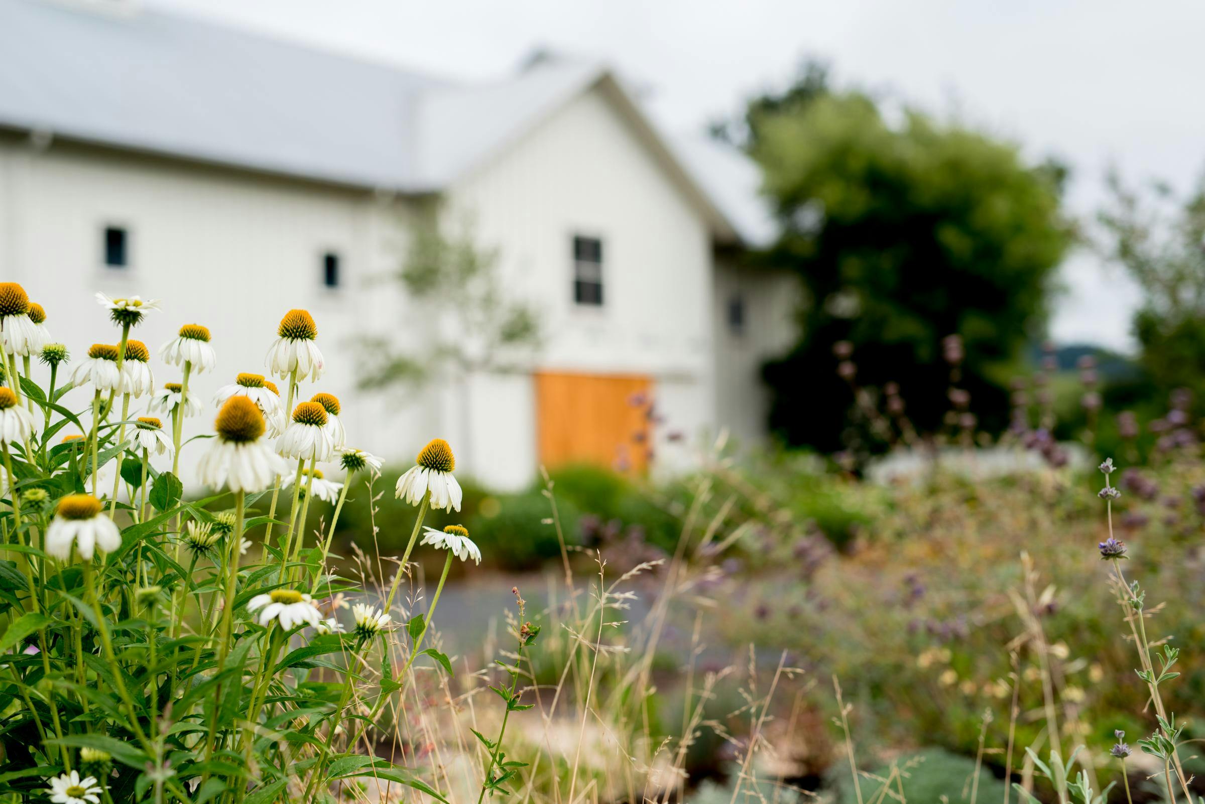 Larkmead Vineyards