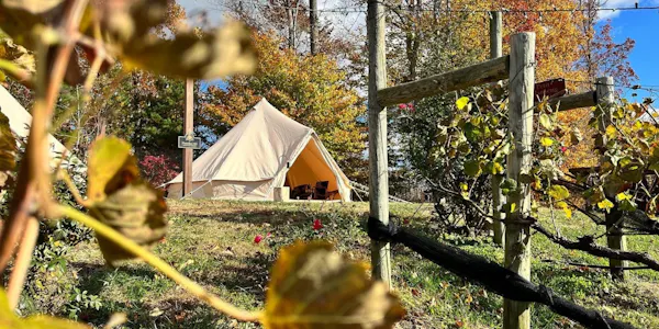 plant, tent, tree, shade, sunlight, wood
