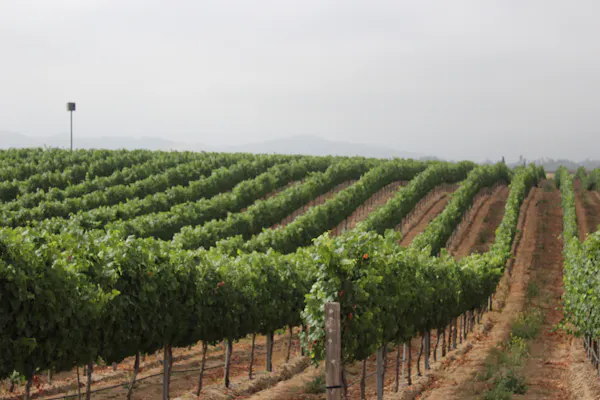 plant, sky, land lot, natural landscape, agriculture, landscape