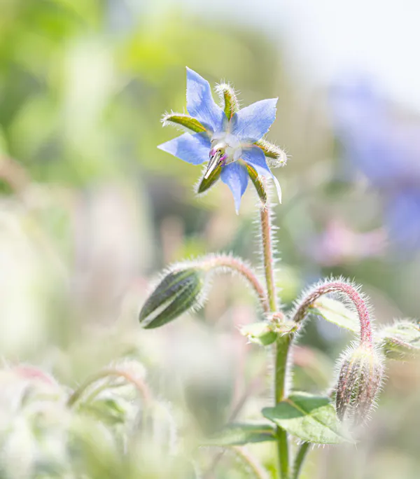borage, flower, petal, flowering plant, herbaceous plant, wildflower