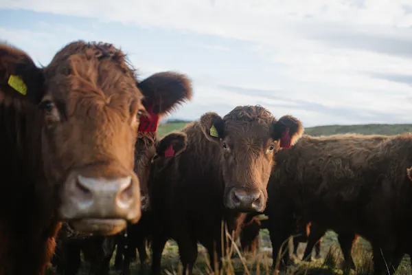 neck, herd, bovinae, terrestrial animal, brown, pasture