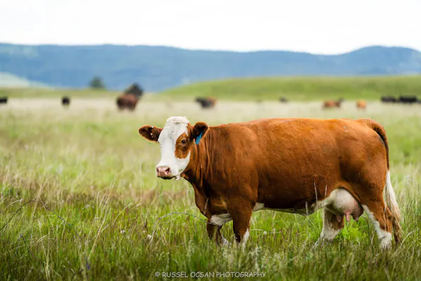 grass, natural environment, grassland, pasture, field, dairy cattle
