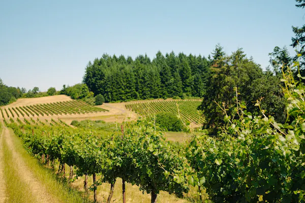 sky, plant, natural landscape, land lot, tree, agriculture