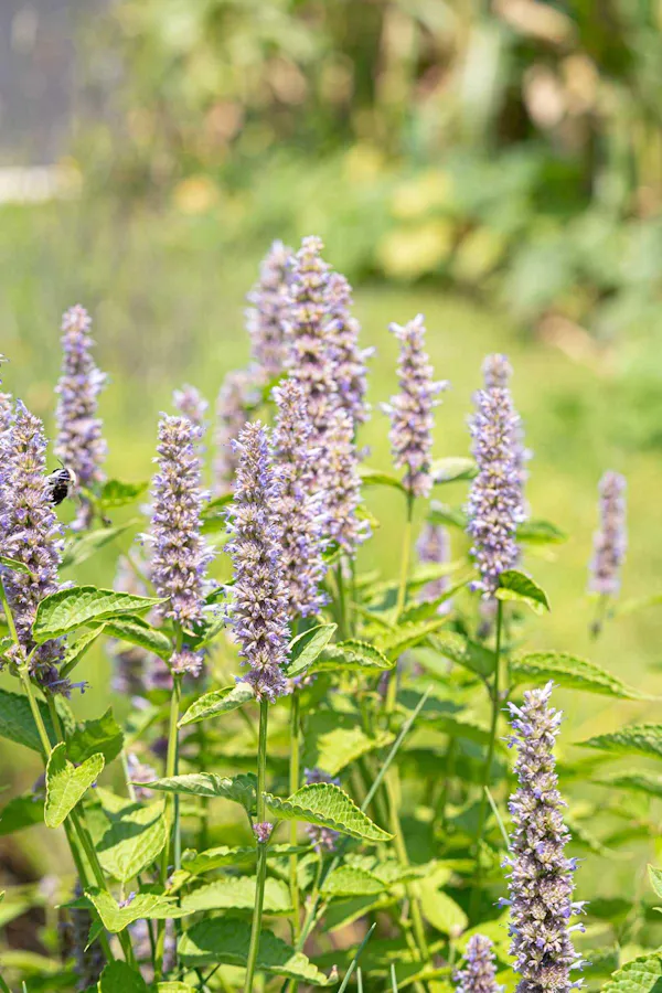 perennial plant