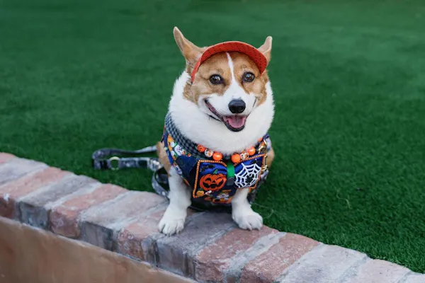 dog, dog clothes, carnivores, pet supply, snout, collar