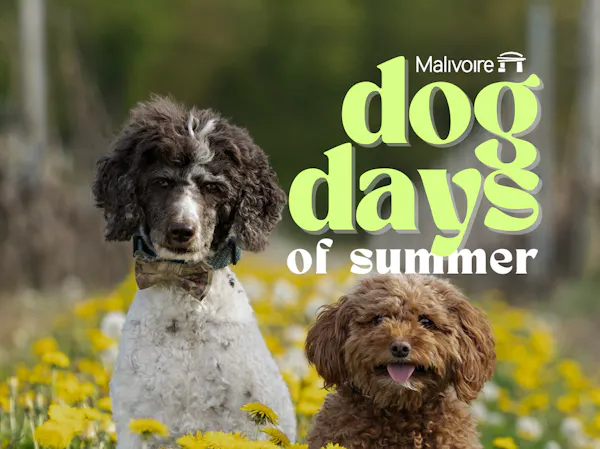 dog, water dog, dog breed, carnivore, liver, companion dog