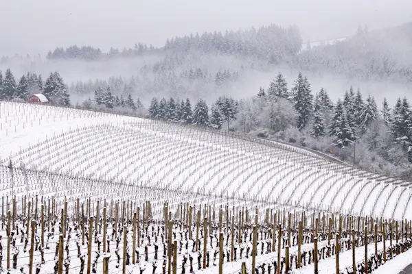 winter, hill station, snow, agriculture, plantation, freezing