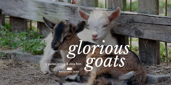 goats, goat, terrestrial animal, livestock, snout, caprinae