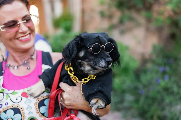 dog, eyewear, glasses, vision care, carnivores, vertebrate